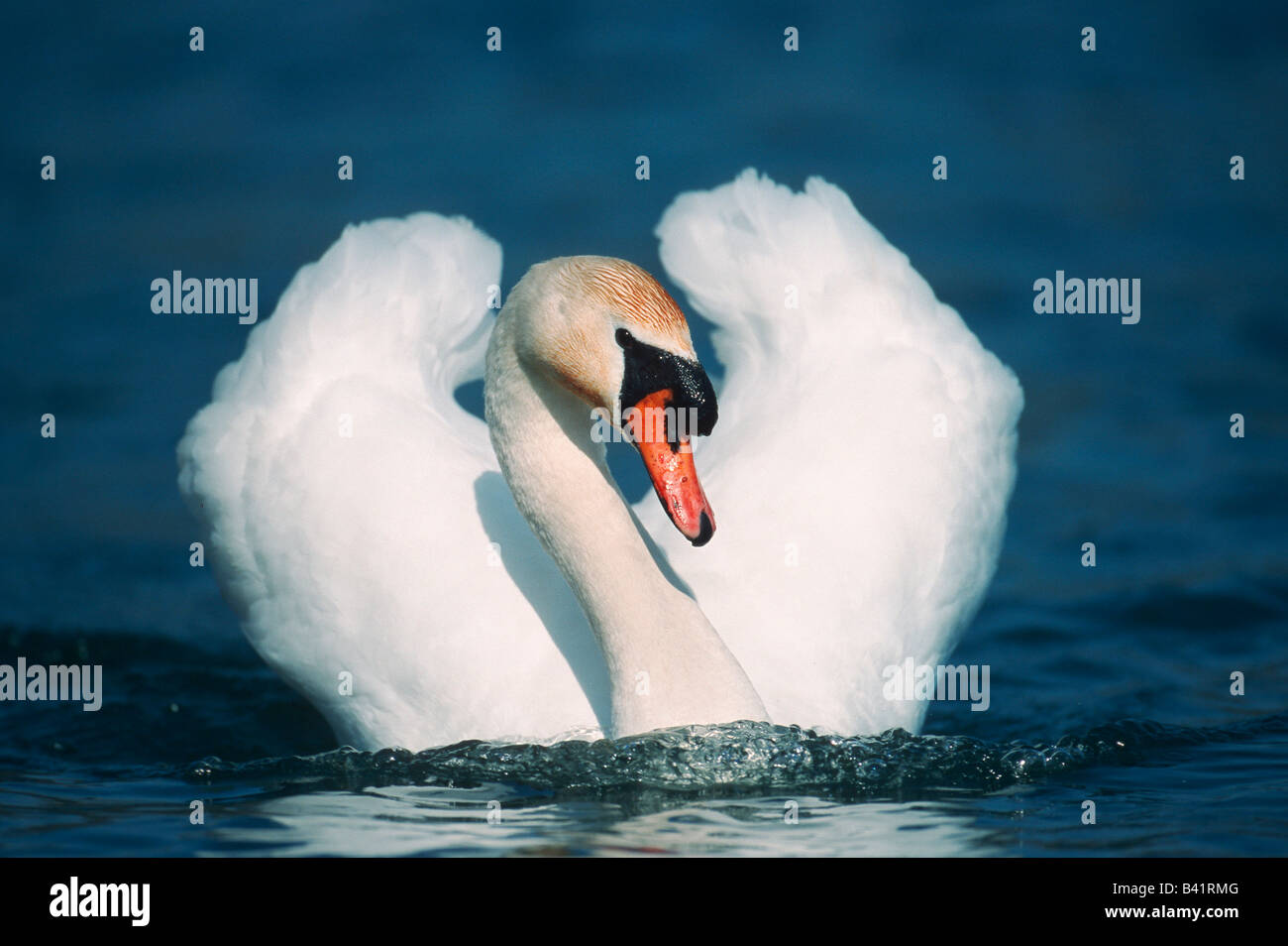 Cigno Cygnus olor maschio Flachsee nuoto Argovia svizzera Foto Stock