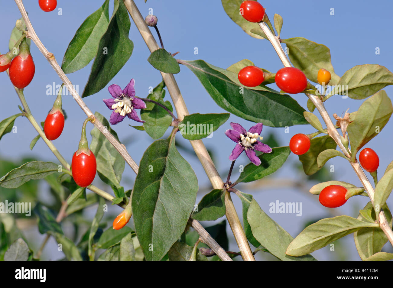 Boxthorn, Wolfberry Cinese (Lycium barbarum), ramoscello con frutta e fiori Foto Stock