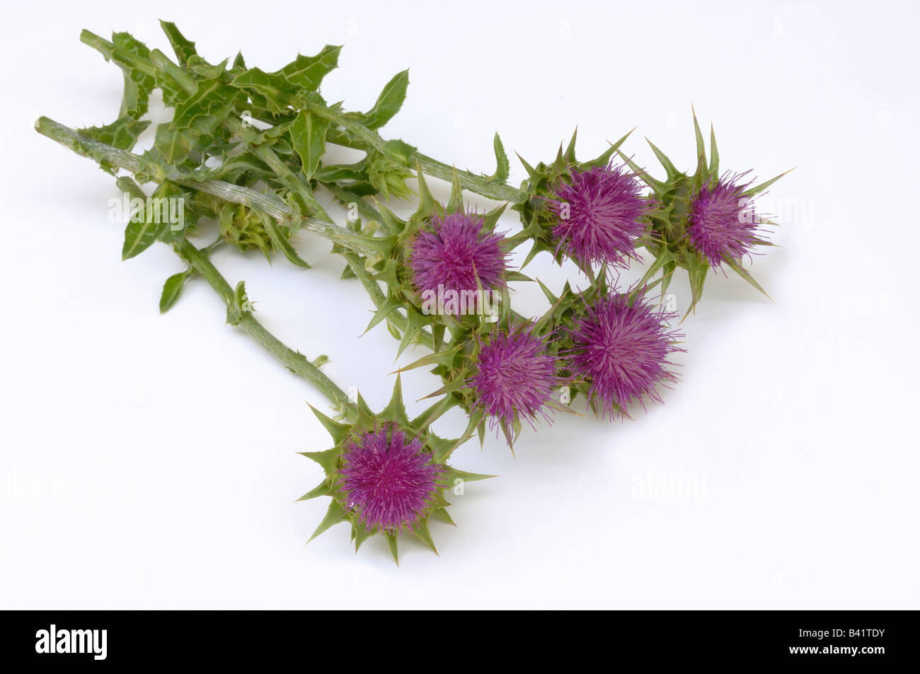 Beata Cardo, dalla Madonna Thistle (Silybum marianum) steli di fioritura studio immagine Foto Stock