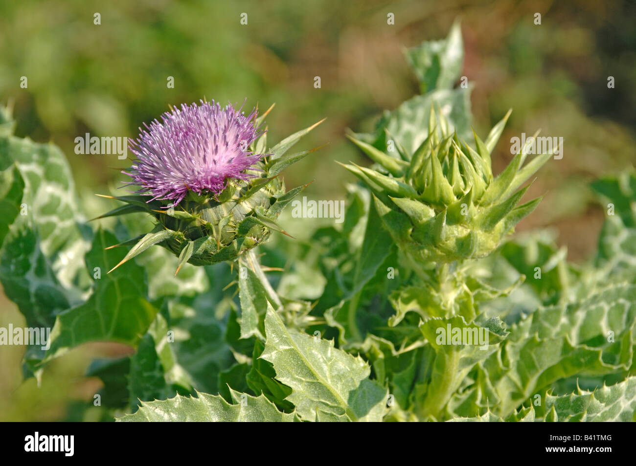 Beata Cardo, dalla Madonna Thistle (Silybum marianum) fioritura Foto Stock