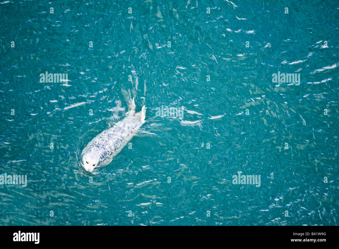Guarnizione di tenuta del porto Phoca vitulina Victoria British Columbia Canada Foto Stock