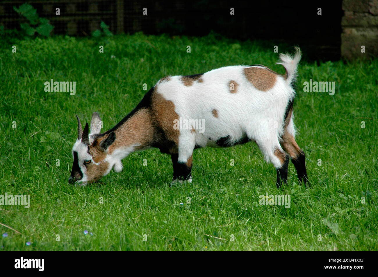 Un pigmeo di capra lambisce in un campo. Foto Stock