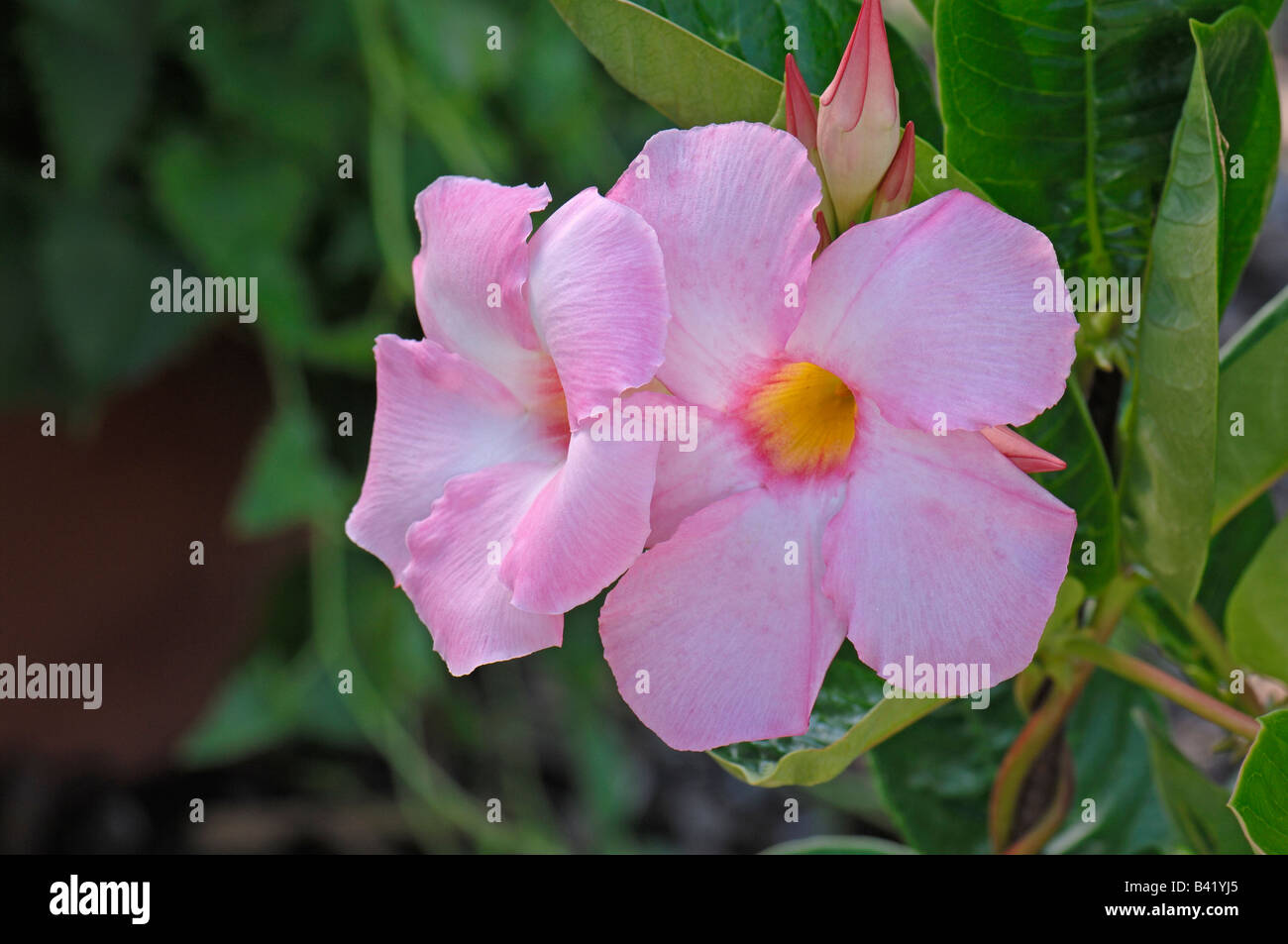 Dipladenia Mandevilla varietà Sundaville Cosmo fioritura rosa Foto Stock