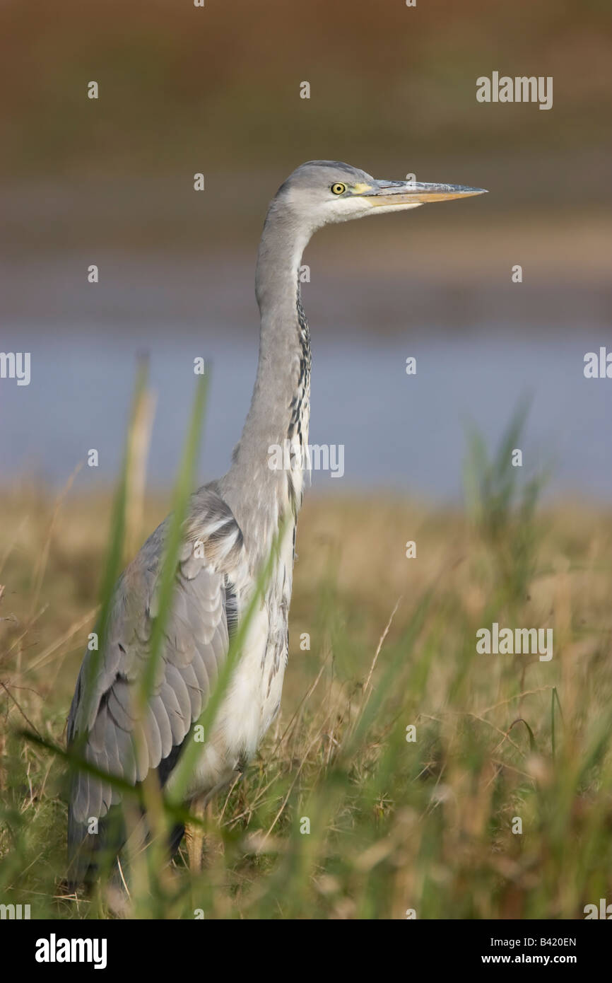 I capretti airone cenerino Ardea cinerea in piedi pazientemente a reedbed in Norfolk Foto Stock