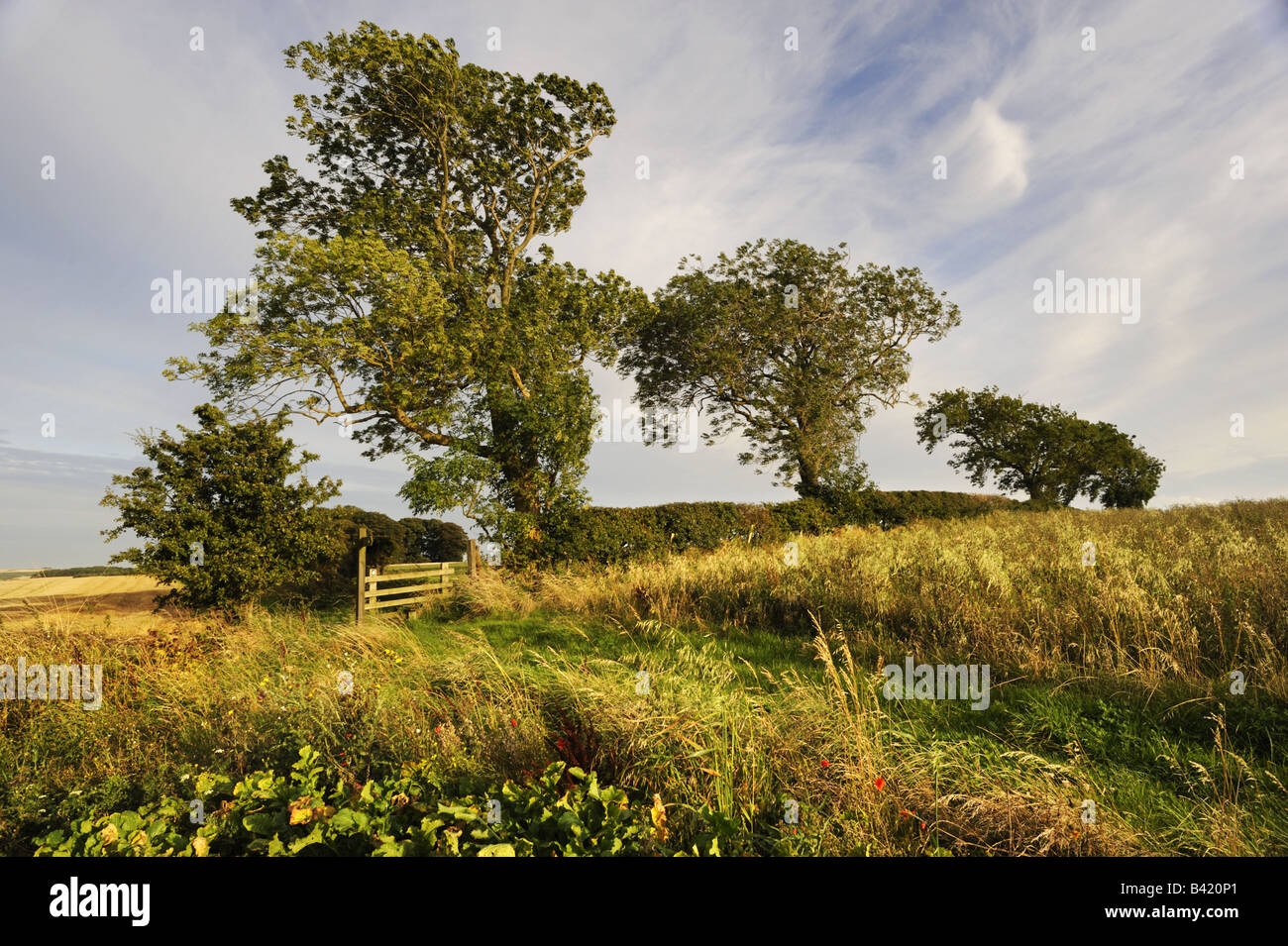 La Yorkshire Wolds Way National Trail, vicino Oriente Heslerton, North Yorkshire. Foto Stock