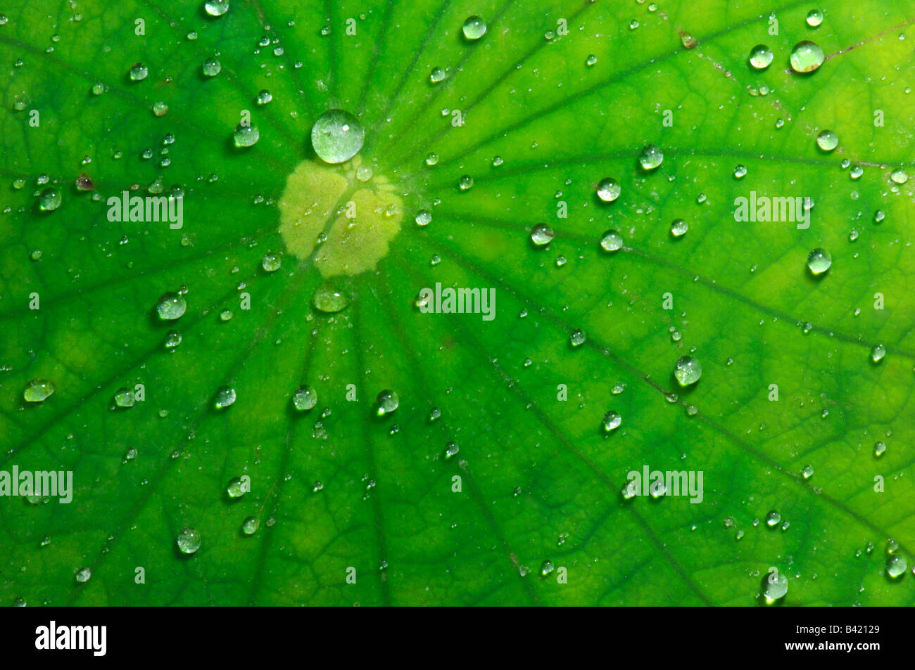 Sacro Lotus (Nelumbo nucifera) acqua formando goccioline sulla superficie di una foglia il cosiddetto effetto lotus Foto Stock