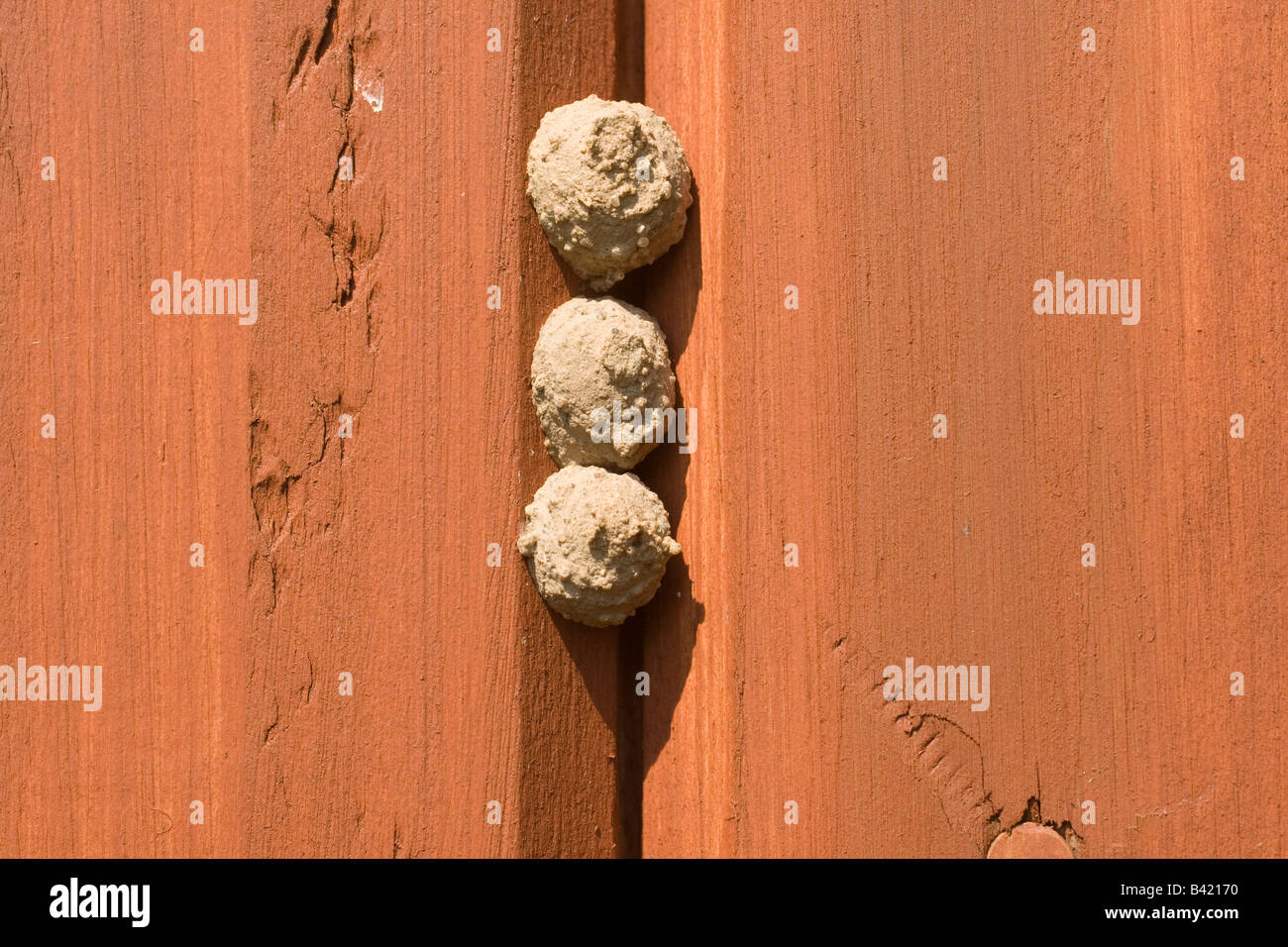 Polistes gallicus nsect sting stinger ache Foto Stock