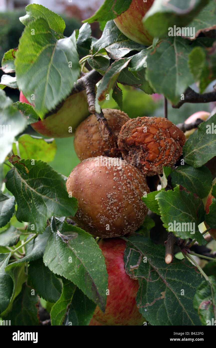 APPLE MARCIUME BRUNO. MONILINIA. Foto Stock