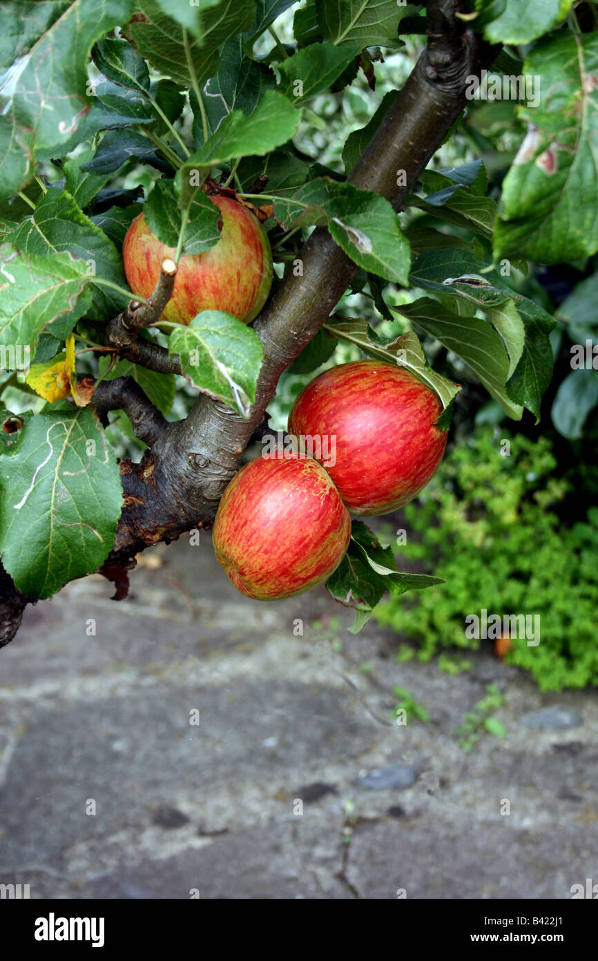 Inglese Cox's orange pippin Apple sull'albero in autunno. Foto Stock