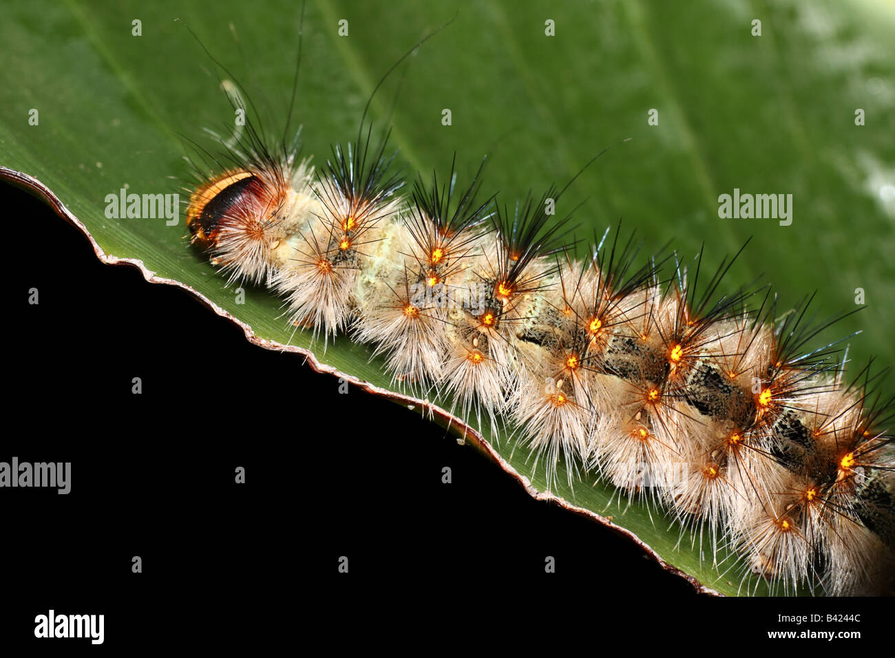 Enorme Hairy Caterpillar sul fiore di uccello del paradiso Foto Stock