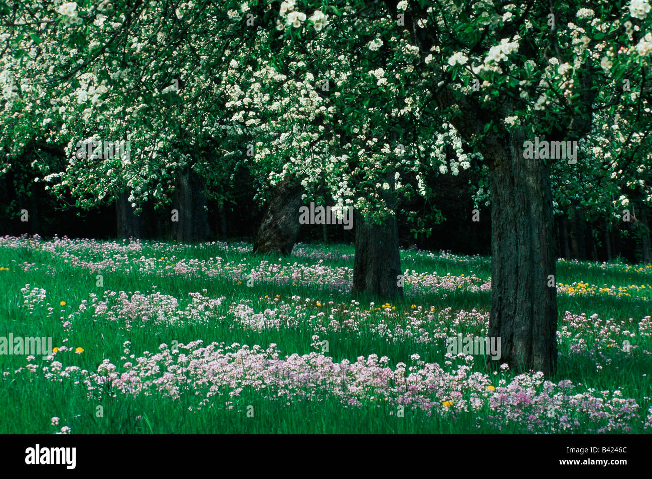 Albero di mele Malus domestica in orchard blooming Svizzera Europa Foto Stock