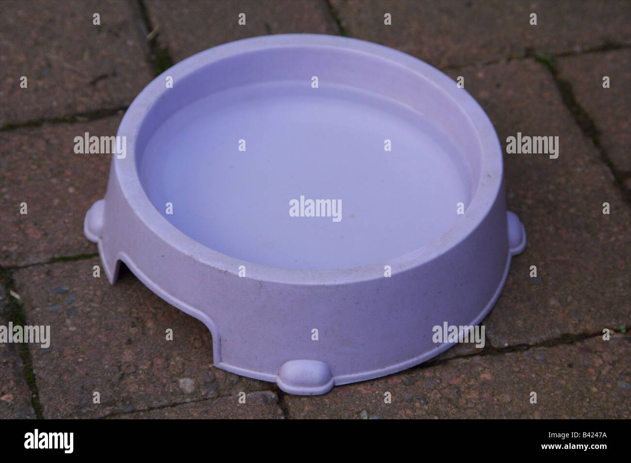 Ciotola cane di acqua animale domestico lilla plastica MANGIA BEVI Foto Stock