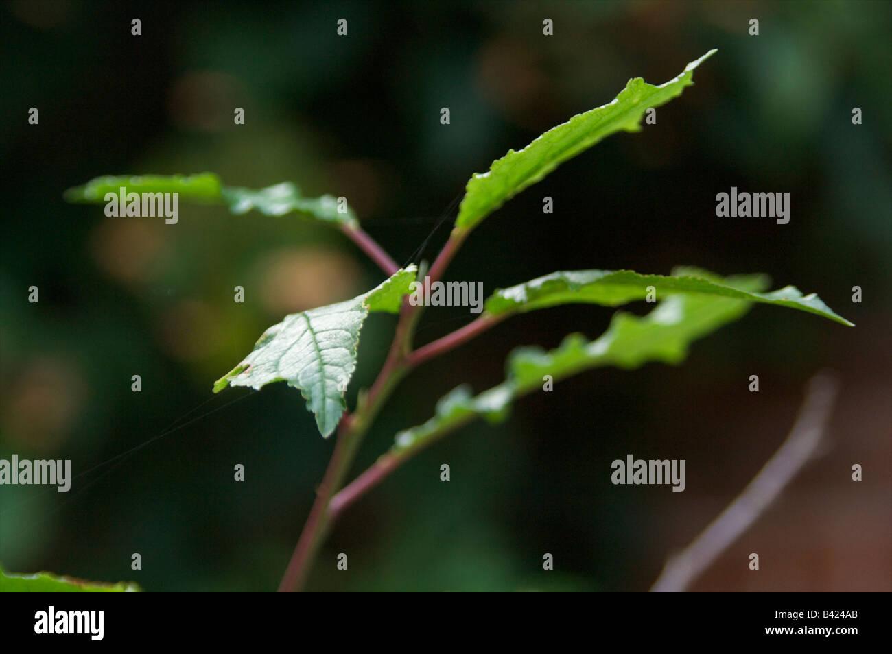 Foglie foglia ramo verde la fotosintesi pianta infestante garden Foto Stock