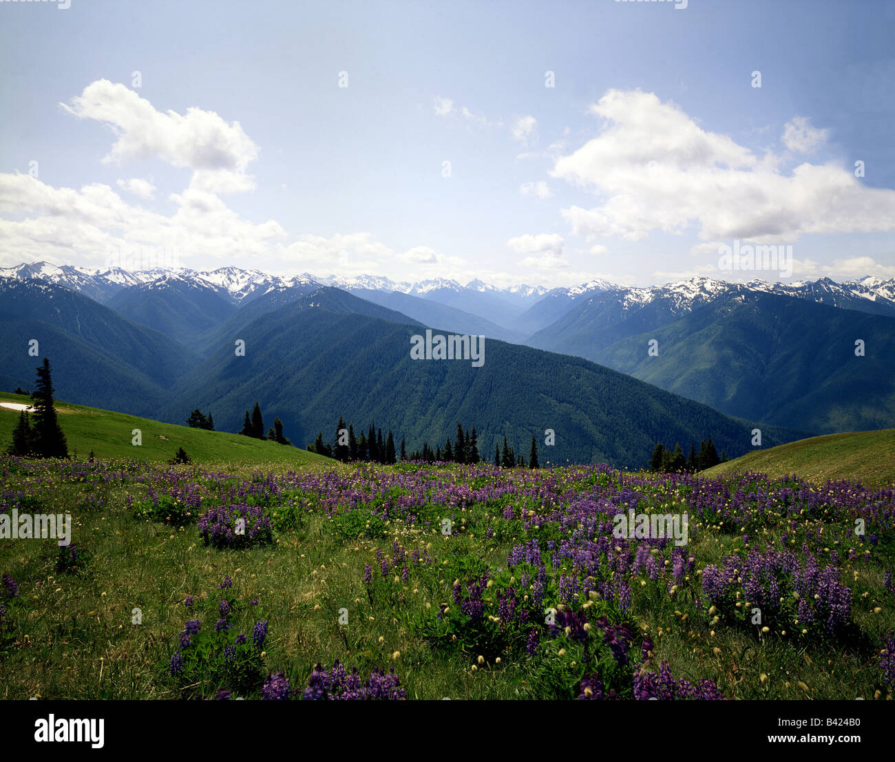 Hurricane Ridge il parco nazionale di Olympic Washington Foto Stock