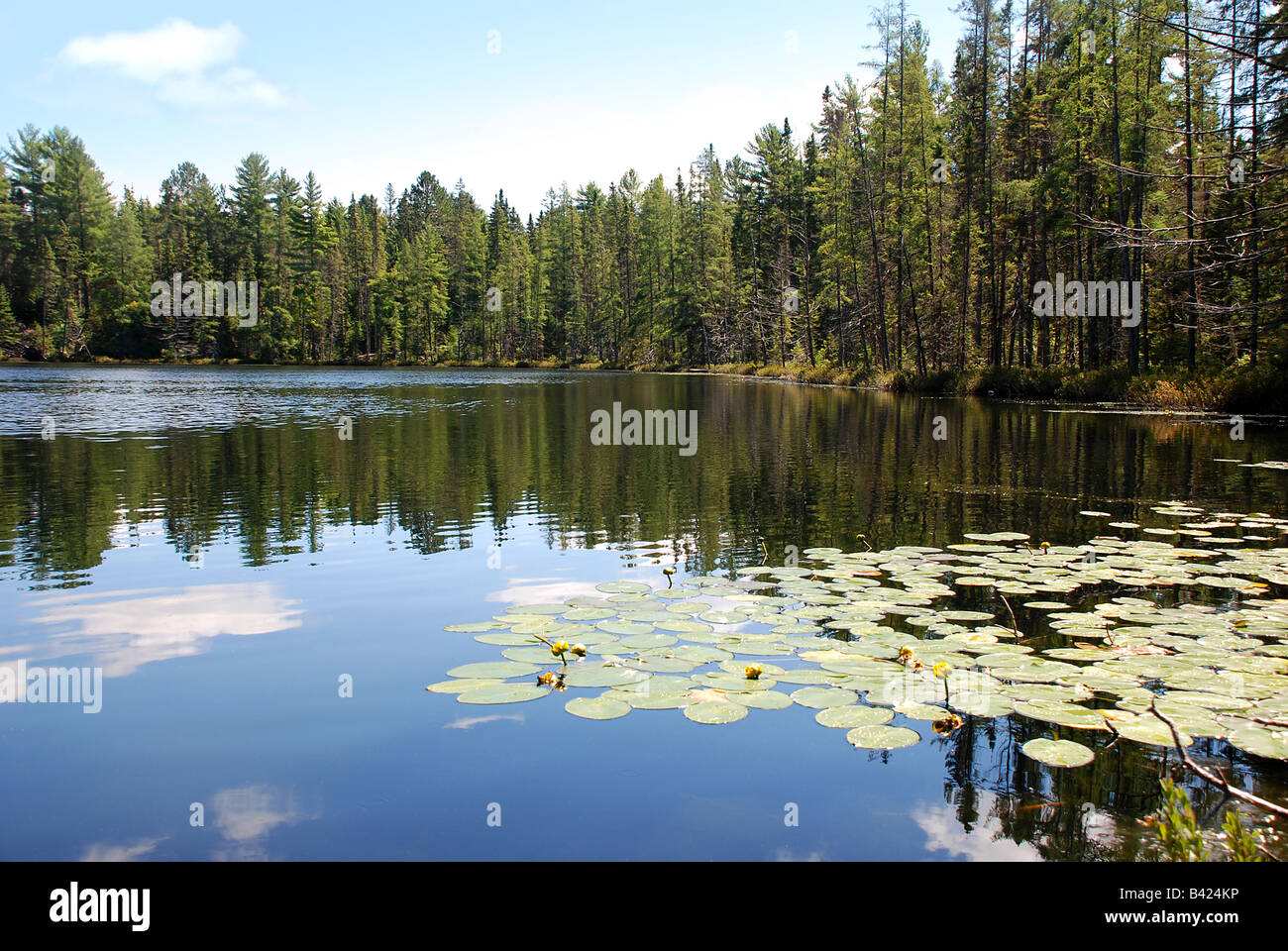 Lago con ninfee Foto Stock