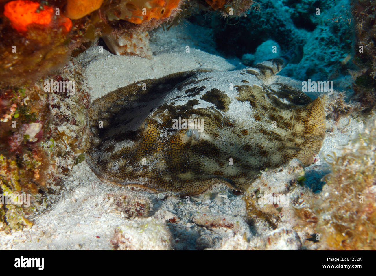 Giallo maculato Stingray poggiante su un fondo di sabbia tra le formazioni coralline. Foto Stock
