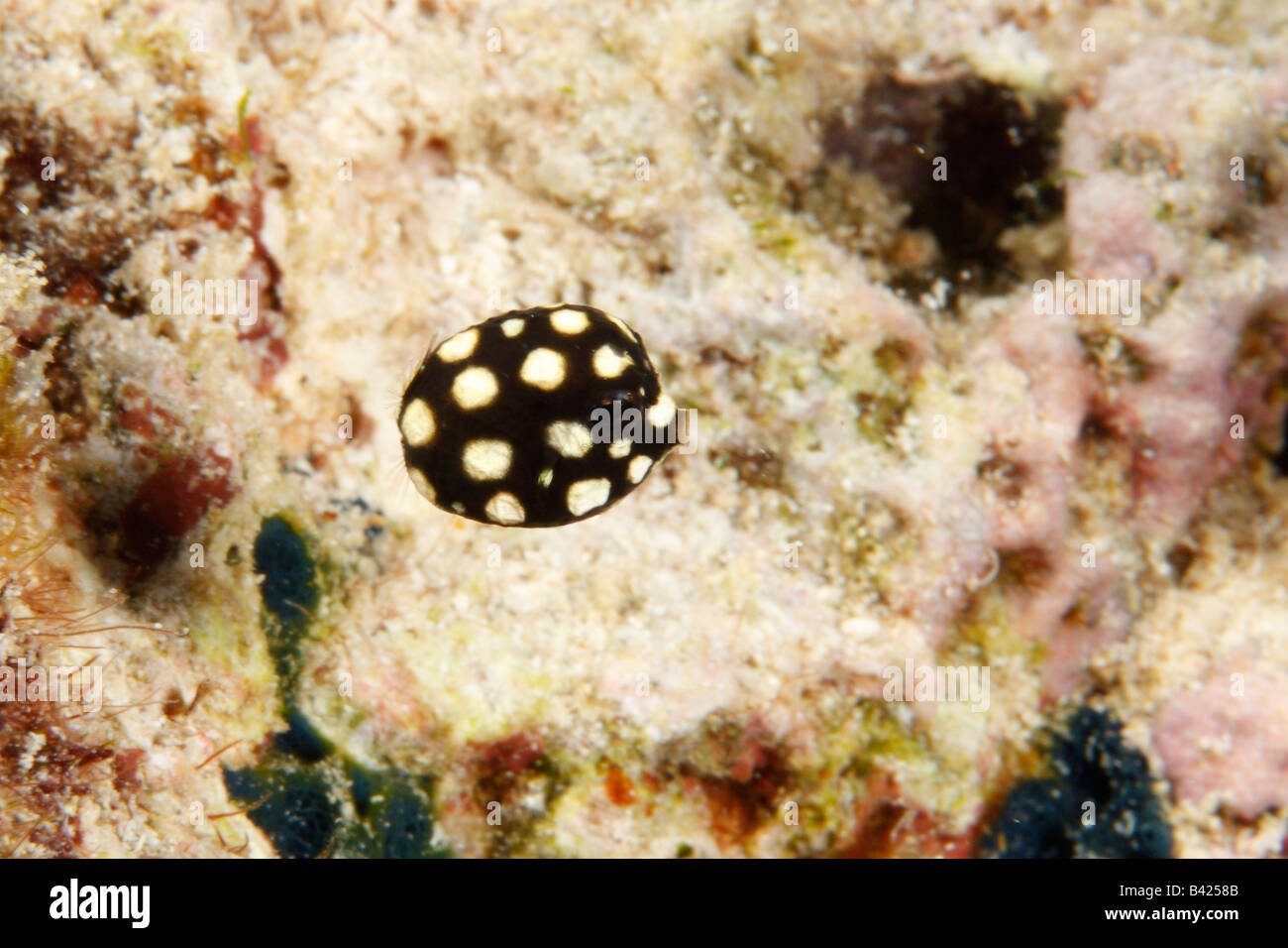 Una vista laterale di novellame di Smooth Trunkfish nuoto nella piscina coperta di corallo con alghe. Foto Stock