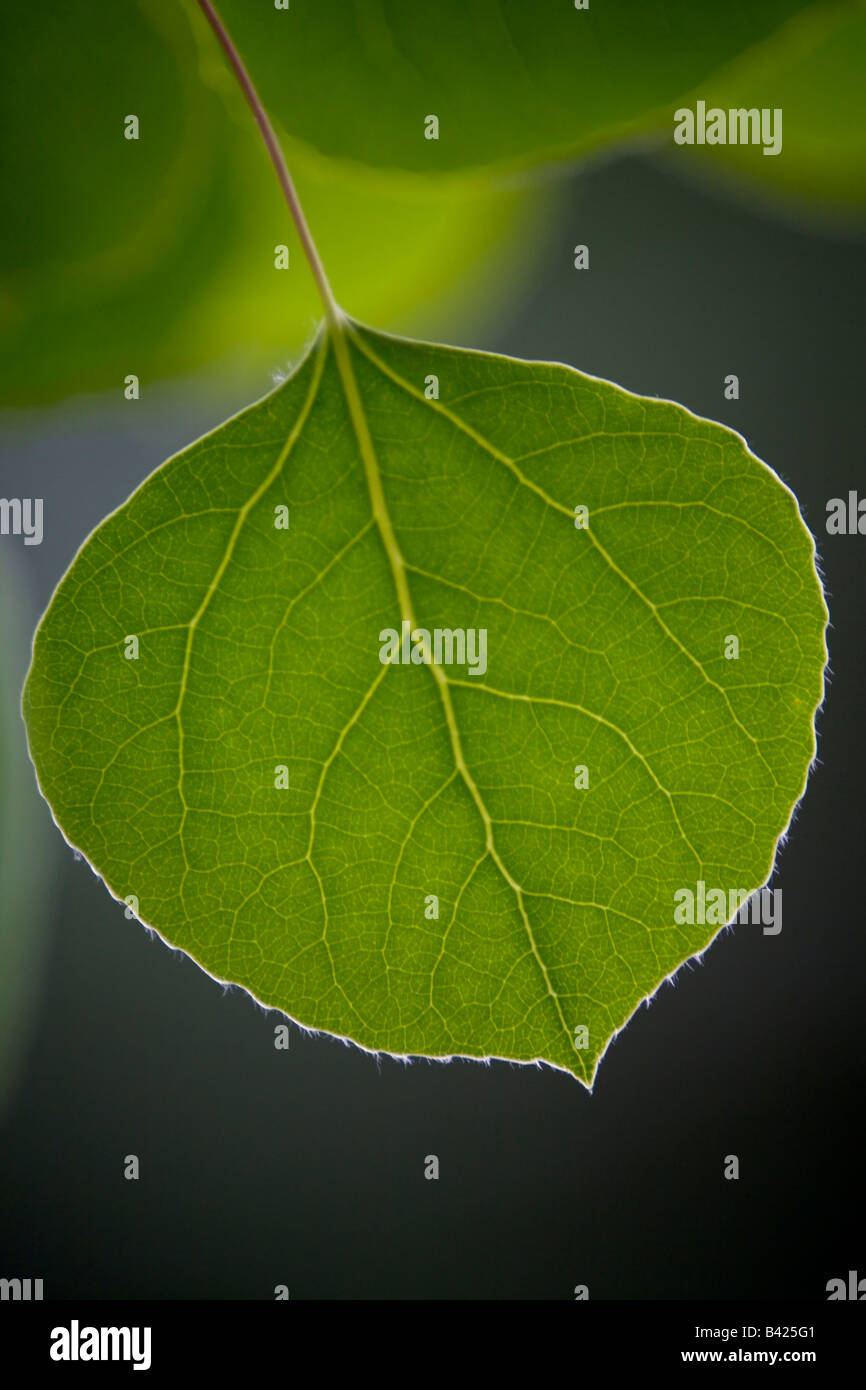 Aspen leaf Populus tremuloides Foto Stock