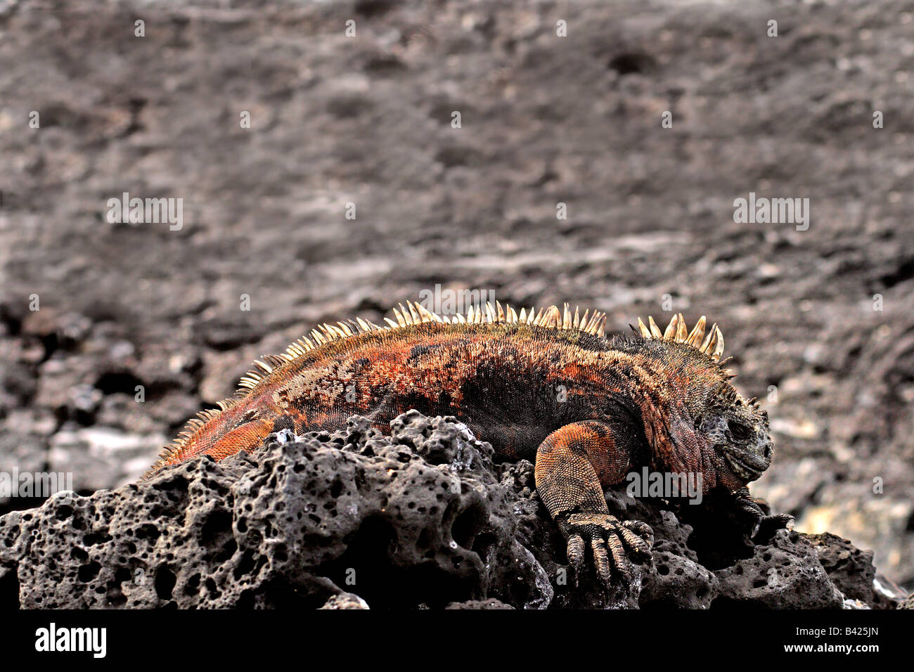 Iguana marina (Amblyrhynchus cristatus), isola di Santiago, Galápagos arcipelago, su roccia vulcanica. Foto Stock