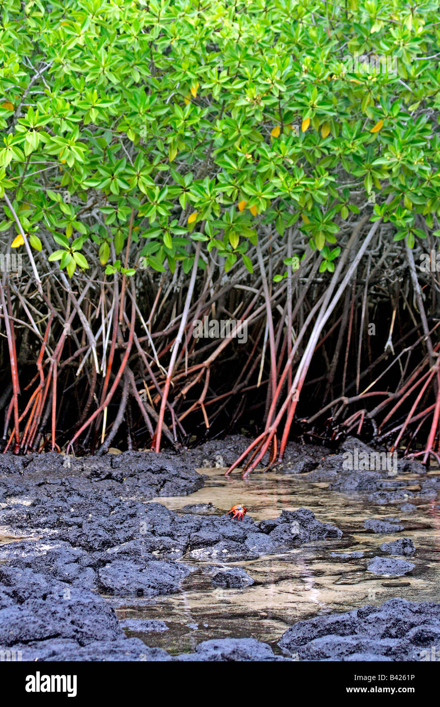 Mangrovia rossa (Rhizophora mangle) rocce vulcaniche e solitaria, Sally Lightfoot crab (Grapsus grapsus) Black Turtle Cove Galápagos Foto Stock