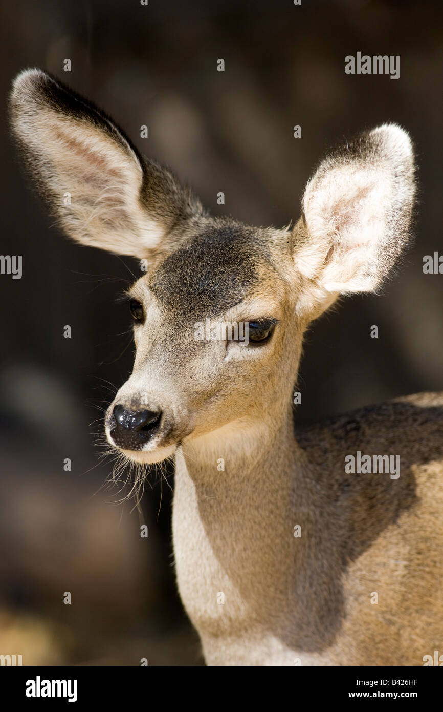 Chiusura del mulo cervo doe. Foto Stock