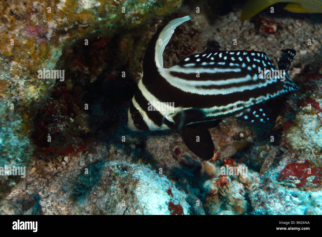 Tamburo maculato pesce nuotare sulla barriera corallina. Foto Stock