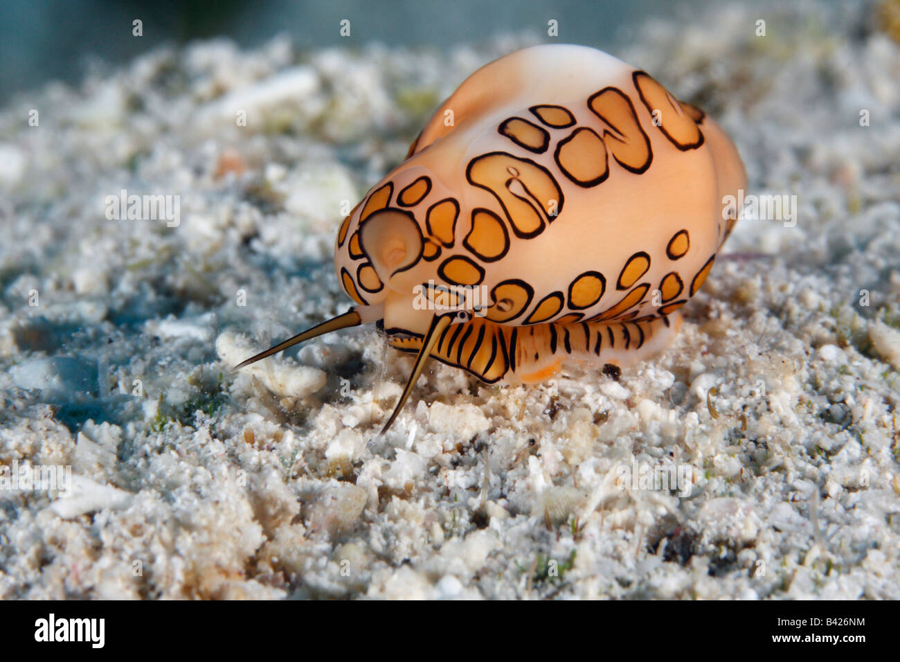 Flamingo Tongue - un luminoso di colore arancio macchiato il mollusco che viaggiano sul fondo sabbioso. Foto Stock