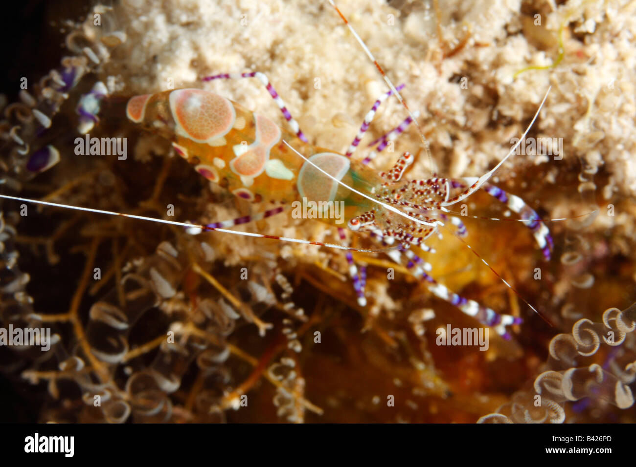 Una macro di detergente maculato gamberi in una barriera corallina cavità con tentacoli di anemone cavatappi. Foto Stock