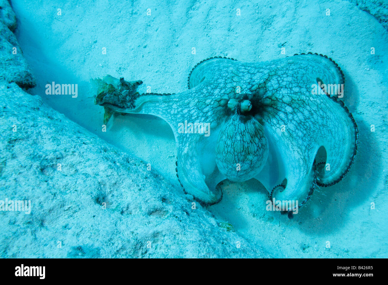 A caccia dei Caraibi Reef Octopus mettendo su una mostra la cattura di un vuoto che la conchiglia è sceso da uno dei subacquei. Foto Stock