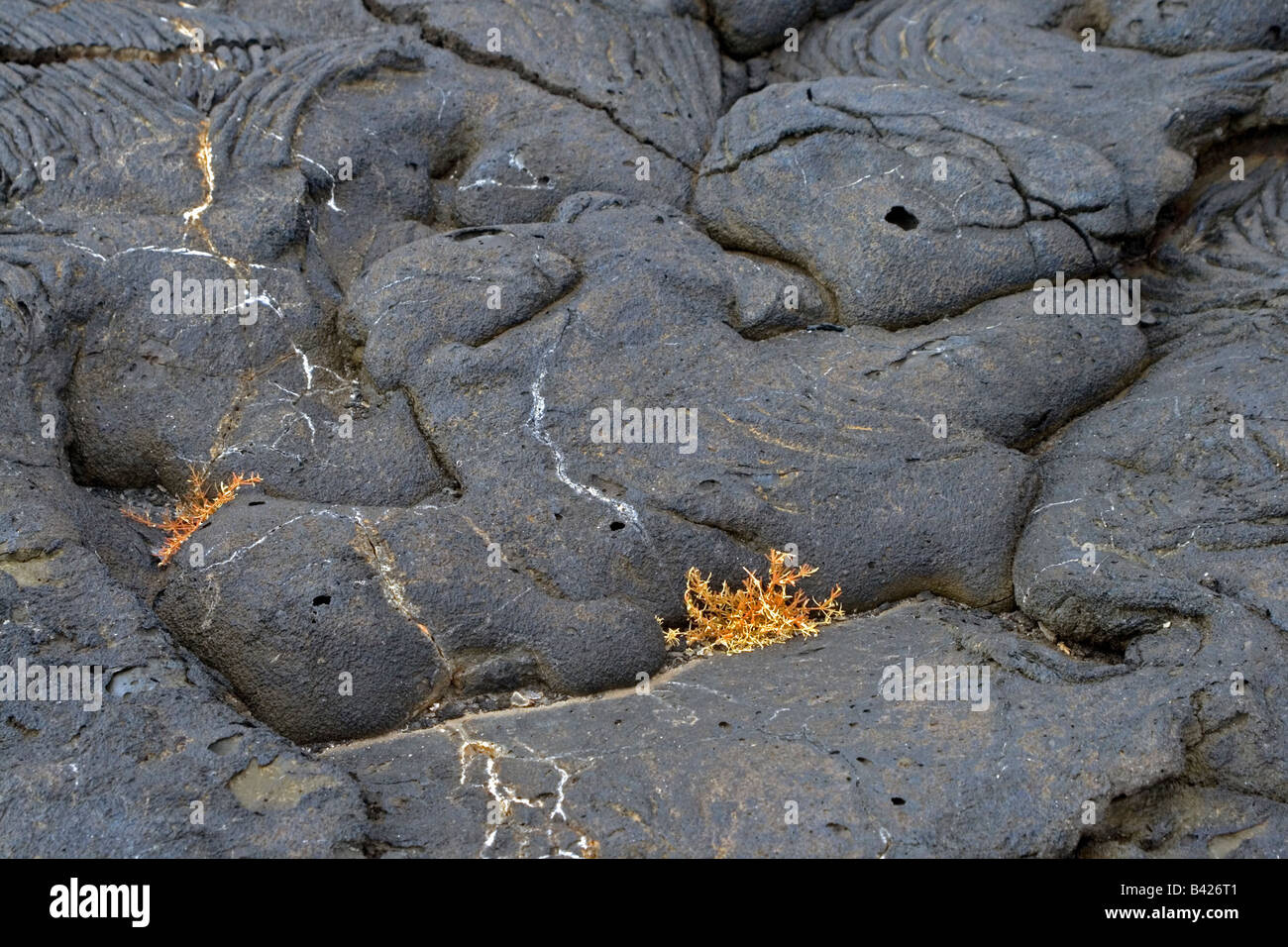 Impianto sconosciuto che cresce su rocce laviche, Bartolomé Island, Galápagos arcipelago. Foto Stock