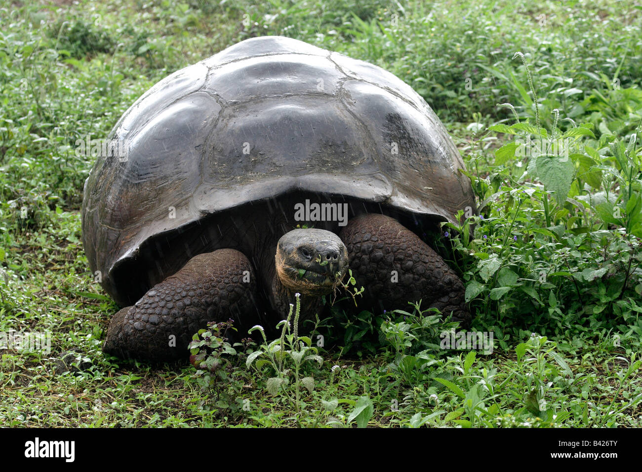 Giant Galápagos tartaruga (Geochelone elephantopus), in caso di pioggia con vegetazione lussureggiante, Isola di Santa Cruz Galapagos. Foto Stock