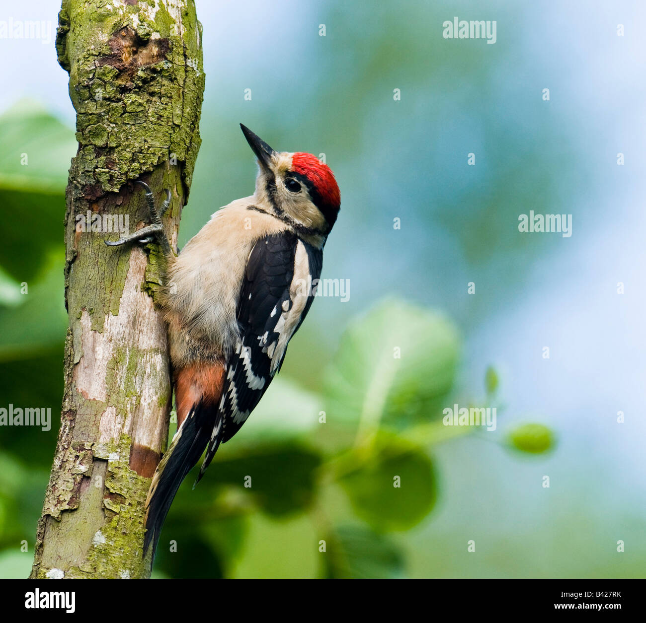 Picchio rosso maggiore "Dendrocopos major" sul ramo in legno Lancashire. Foto Stock