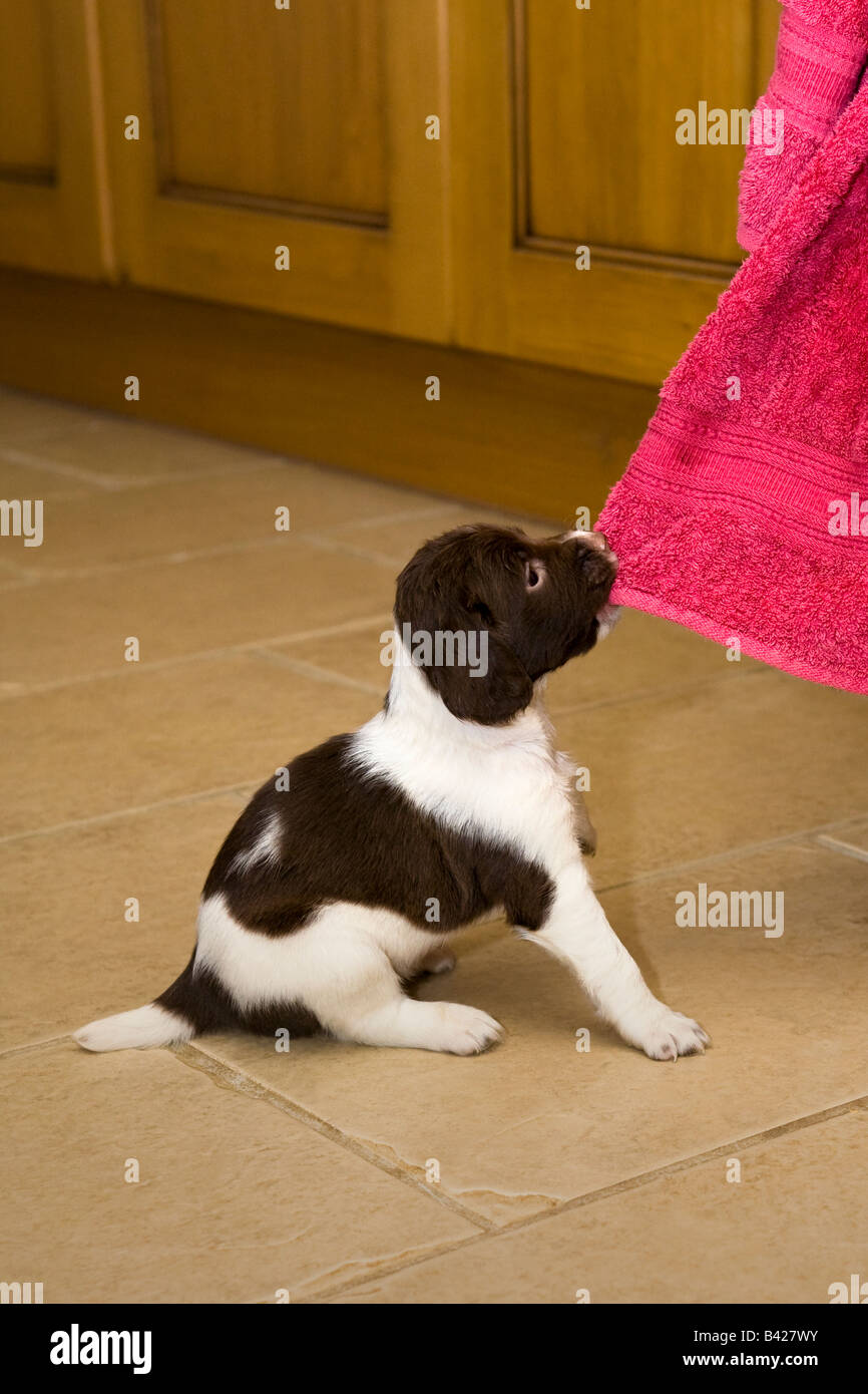Un giocoso English Springer Spaniel cucciolo trova un asciugamano per giocare con in cucina Foto Stock