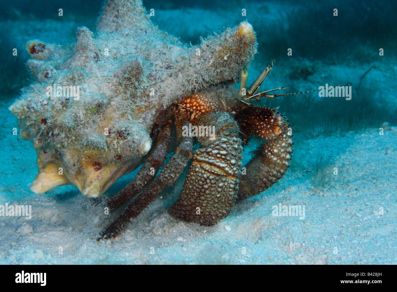 Un gigante di granchio eremita a camminare su un fondo sabbioso dell'oceano pavimento portando il suo guscio Foto Stock