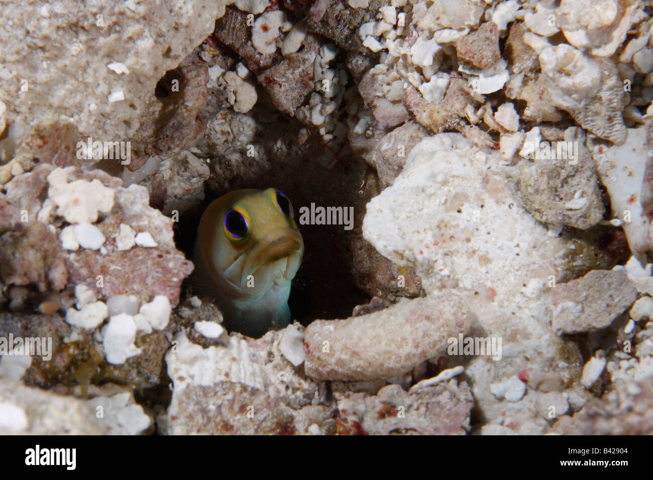 Un giallo-testa Jawfish peeking fuori della sua tana su un oceano di sabbia fondo. Foto Stock