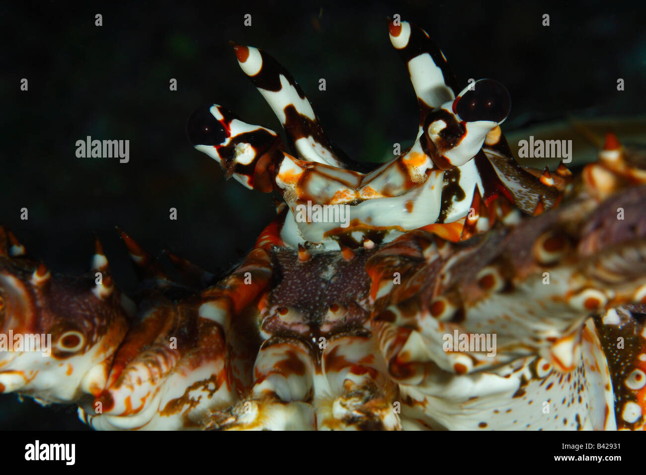 Un close-up foto di la testa e gli occhi di un gigante di Caraibi aragosta. Foto Stock