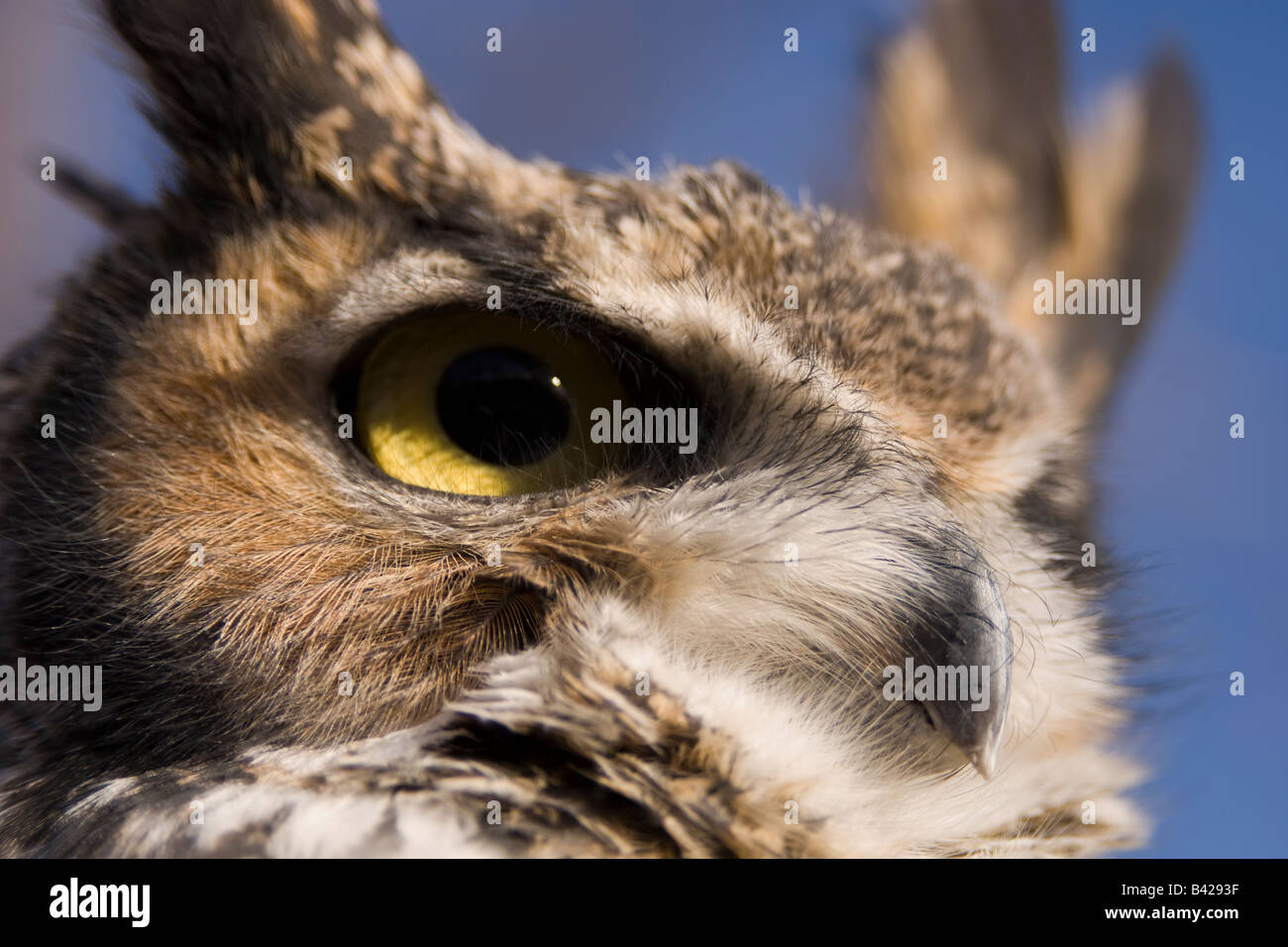 Close-up di grande gufo cornuto con cielo blu in background. Foto Stock