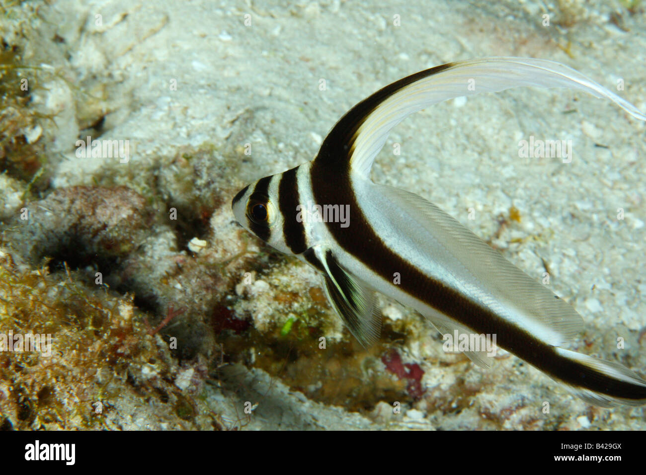 I capretti tamburo maculato pesce nuotare sulla barriera corallina. Foto Stock