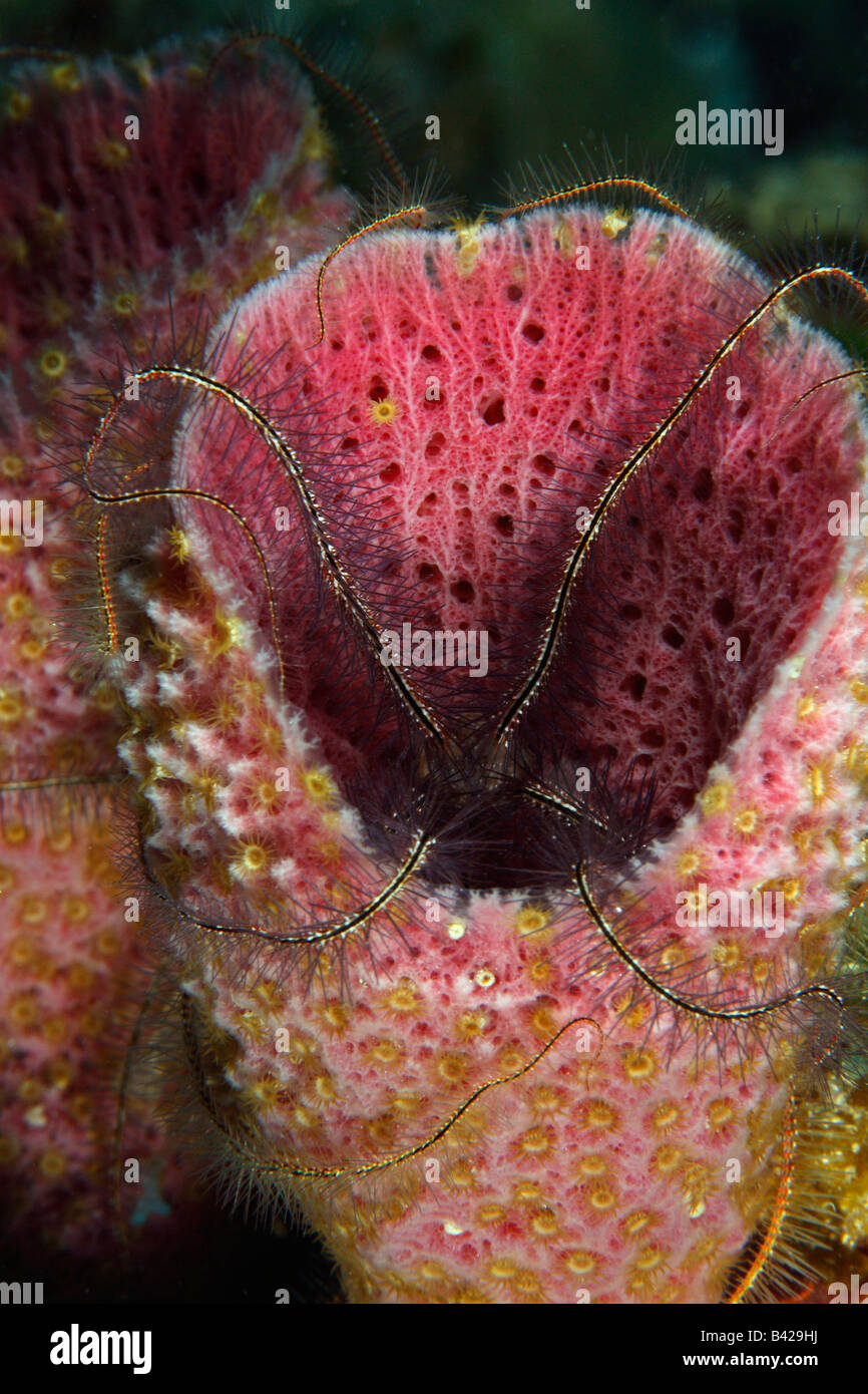 Una Fragola vaso rivestito in spugna con giallo Zoanthids spugna e spugna stella fragile prendendo una residenza all'interno della spugna. Foto Stock