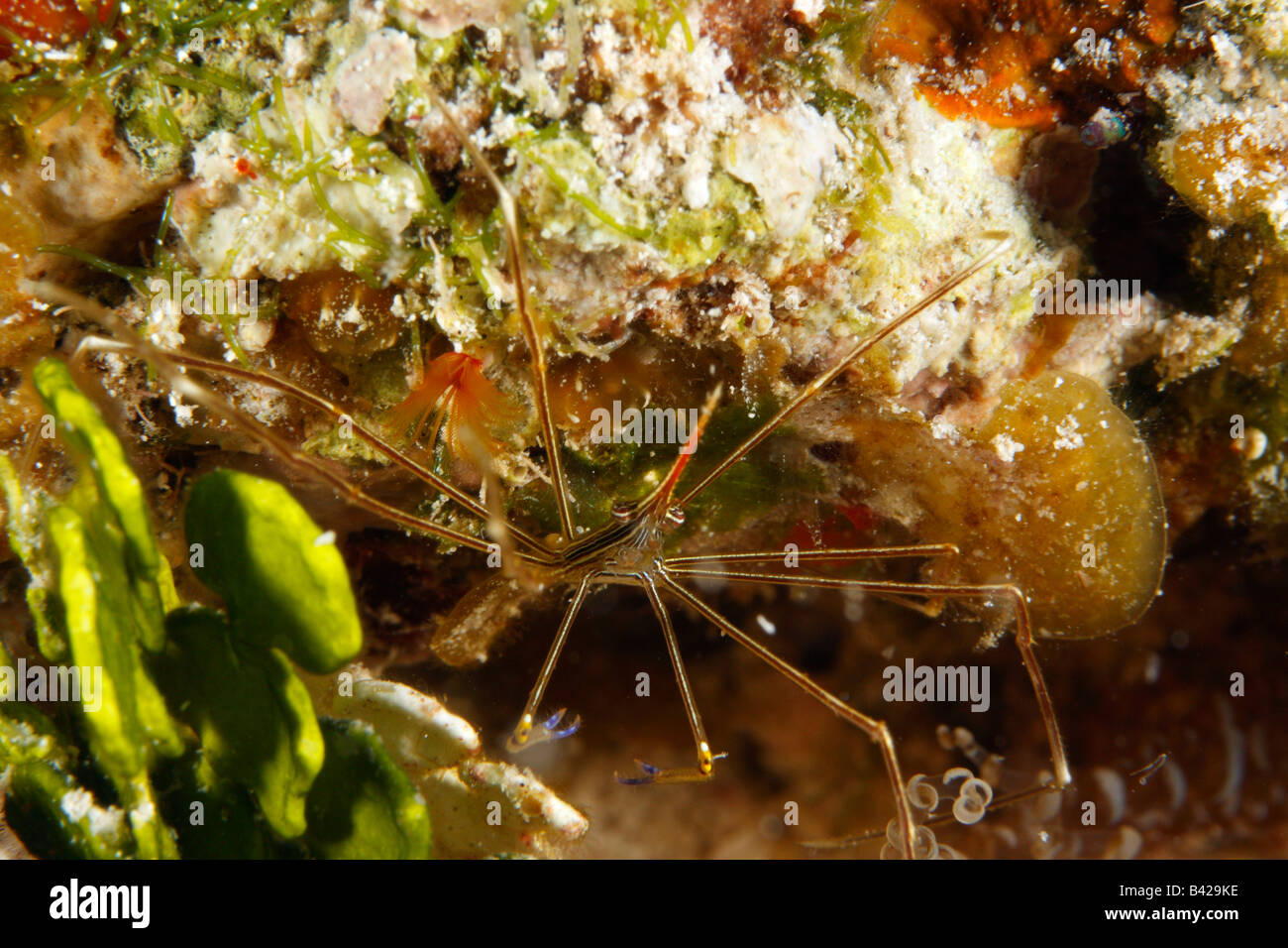 Close-up di un Yellowline Arrowhead granchio nella barriera corallina cavità riempita con alghe, akgae e cavatappi anemone. Foto Stock