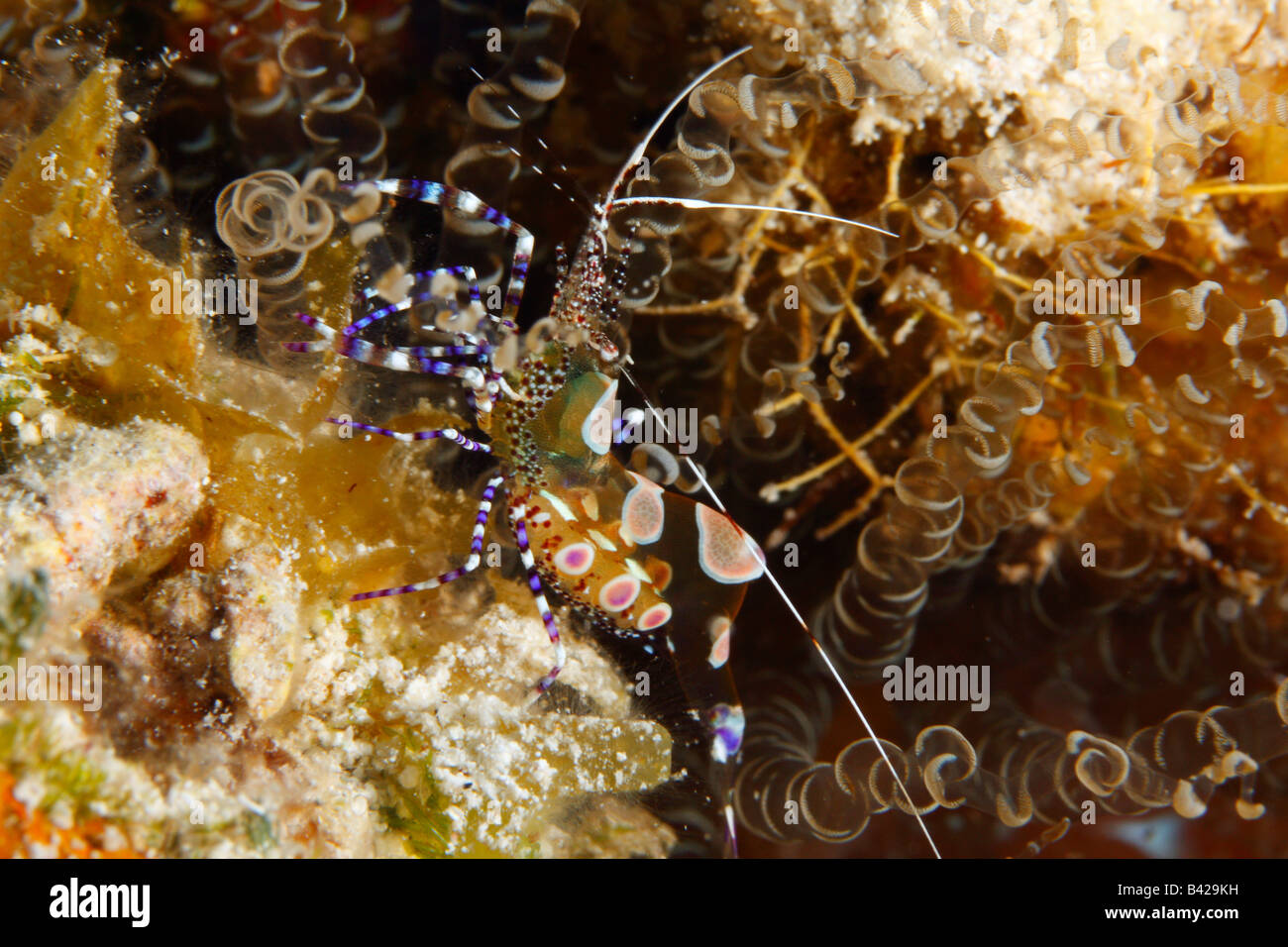 Una macro di detergente maculato gamberi in una barriera corallina cavità con tentacoli di anemone cavatappi. Foto Stock