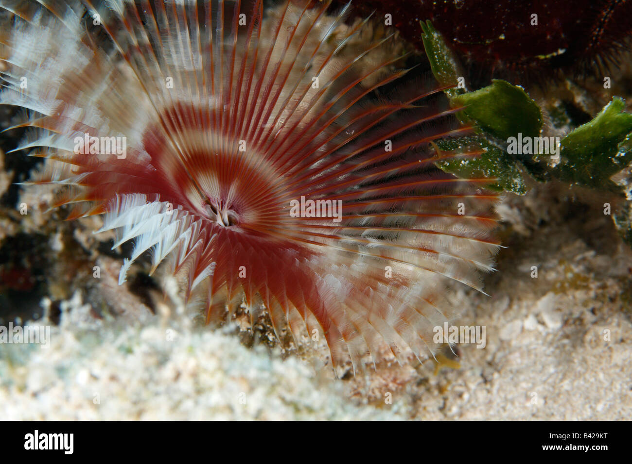 Split-Crown Feather Duster worm con completamente esteso i tentacoli. Foto Stock