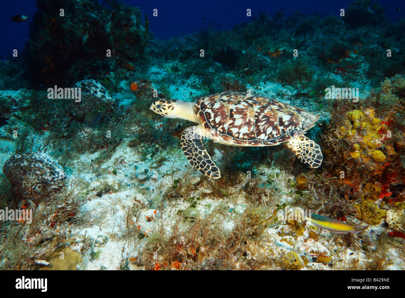 Una tartaruga embricata nuoto contro corrente oceanica lungo la barriera corallina con coralli molli e pesci in primo piano. Foto Stock