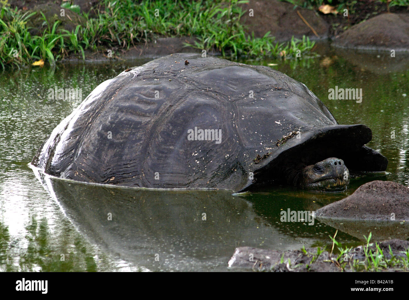 Giant Galápagos tartaruga (Geochelone elephantopus), in stagno in pioggia, Isola di Santa Cruz Galapagos. Foto Stock