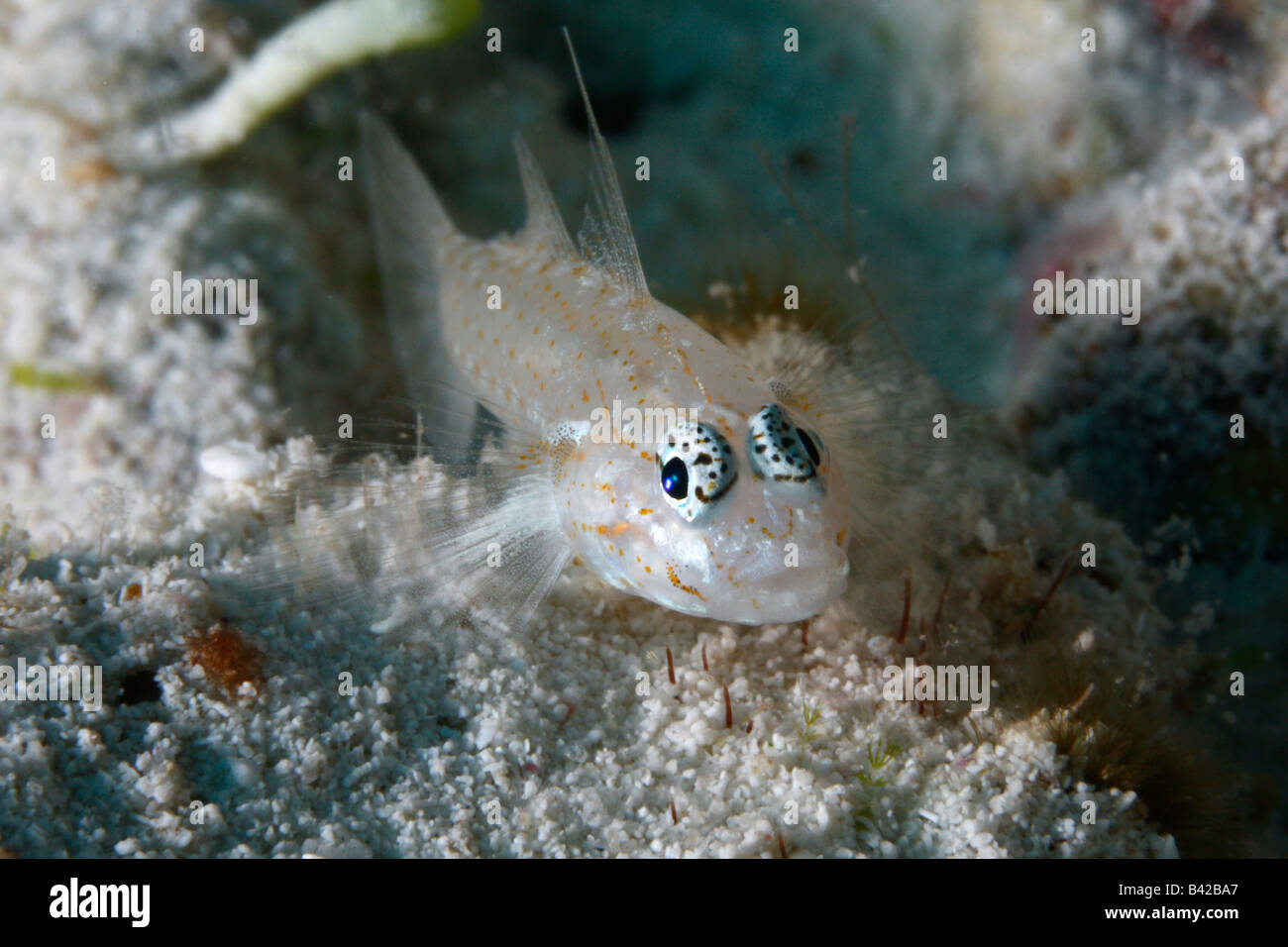 Un minuscolo imbrigliati ghiozzo pesce sulla parte inferiore sabbiosa vicino alla sua coral burrow. Foto Stock