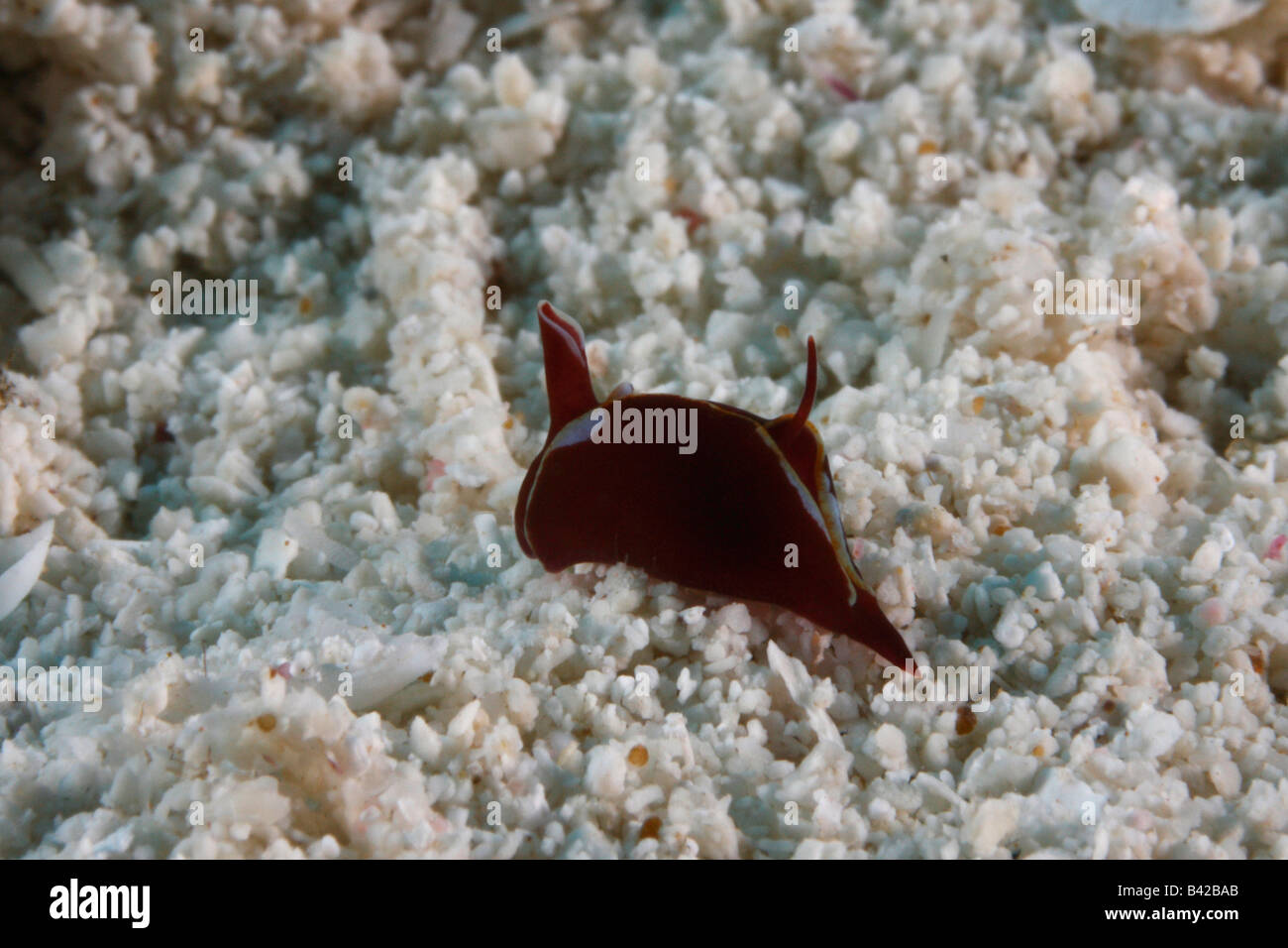 Un piccolo rosso scuro nudibranch su una spiaggia di sabbia del fondo dell'oceano Foto Stock