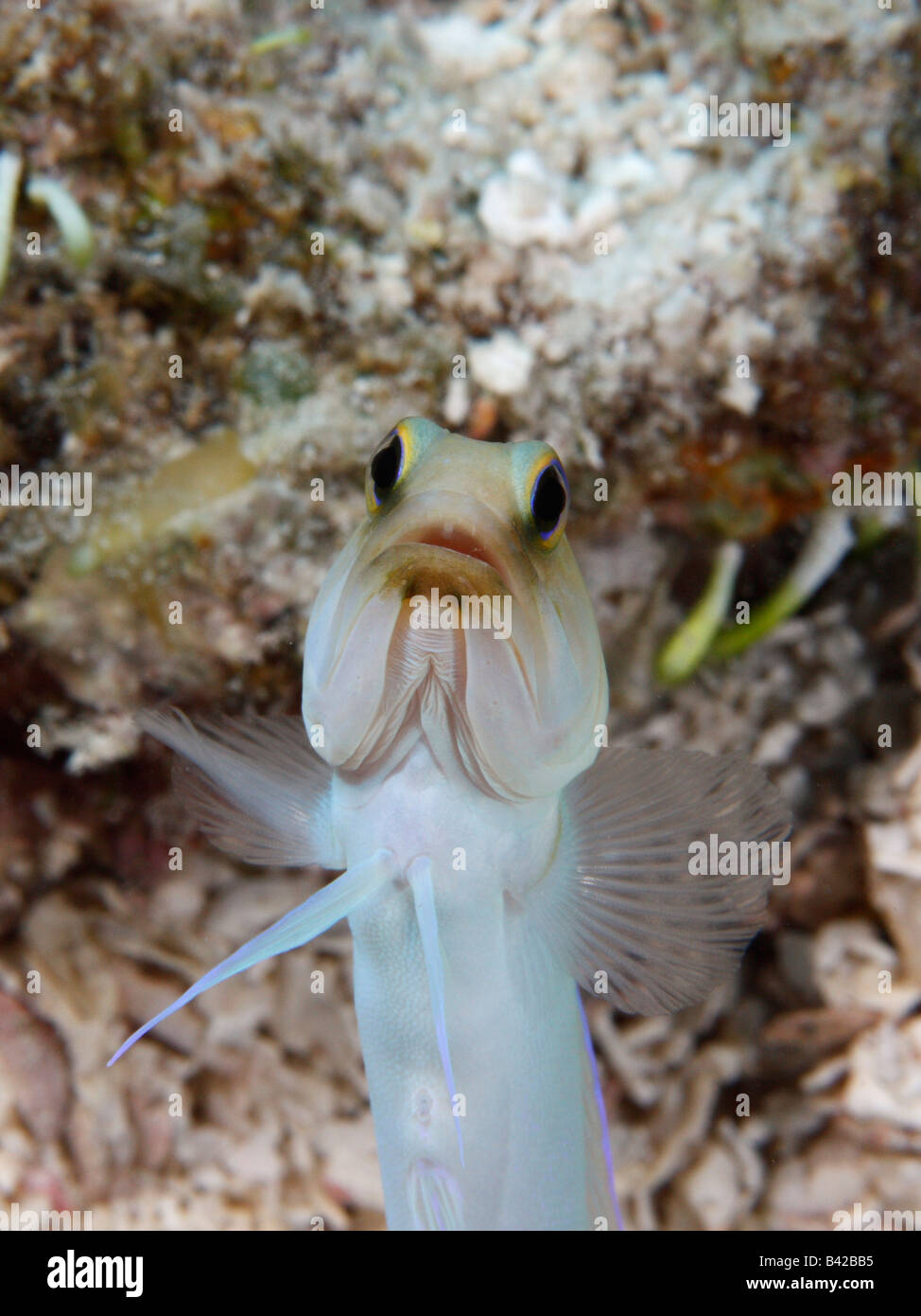 Un giallo-testa emergente Jawfish fuori della sua tana su un oceano di sabbia fondo. Foto Stock
