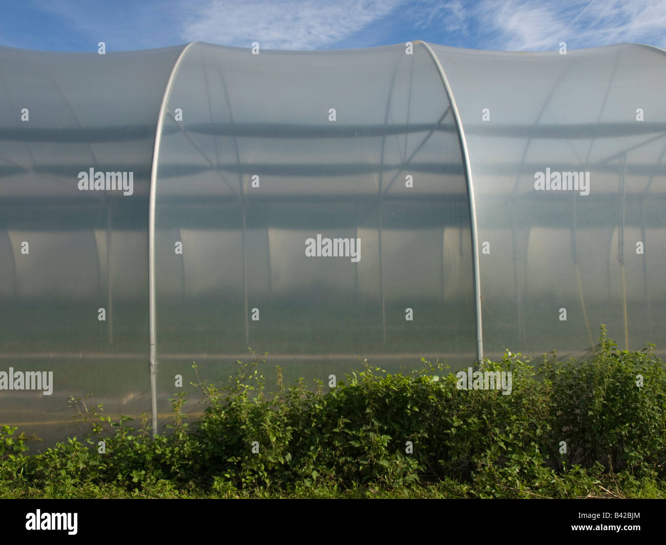 Polytunnel serra, Orpington Kent, England, Regno Unito Foto Stock