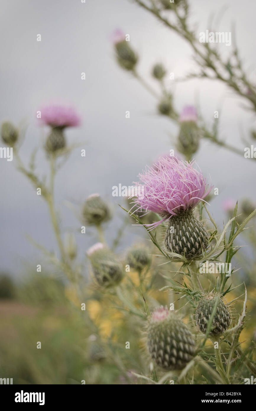 Pascolo Thistle, Cirsium scolorire, crescendo al Danada sentiero regionale, DuPage Forest Preserve, Wheaton Illinois Foto Stock