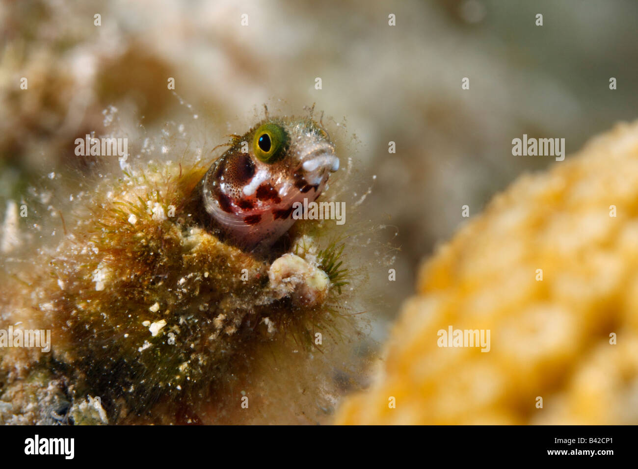 Un close-up di macro Spinyhead bavose peeking fuori del suo coral burrow incrostato di alghe e alghe Foto Stock